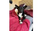 Adopt Lizzy a Portuguese Podengo, Corgi