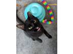 Adopt Toasty a Domestic Short Hair