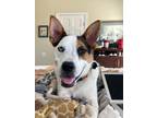 Adopt PETRA a Australian Cattle Dog / Blue Heeler