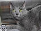 Adopt Pancho a Domestic Short Hair