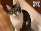 Adopt Lalo a Domestic Short Hair