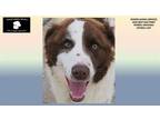 Adopt COOPER a Australian Shepherd, English Springer Spaniel