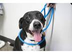 Adopt Romeo a Pit Bull Terrier