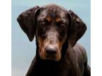 Adopt Schultz a Doberman Pinscher