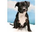 Adopt Emerson a Mixed Breed