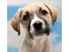 Adopt Elias a Mixed Breed