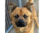 Adopt DWIGHT* a Chow Chow