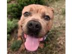 Adopt DUNCAN* a Mastiff, Mixed Breed