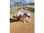 Adopt Frost a Pit Bull Terrier, Labrador Retriever