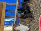 Silky Roosters Have 3 Need New Home 2 Yrs Old