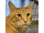 Adopt Gus a Domestic Short Hair