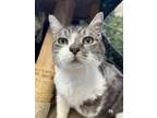 Adopt Lil Hong a Domestic Short Hair, Tabby