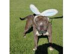 Adopt Whopper a Pit Bull Terrier
