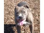 Adopt Whopper a Pit Bull Terrier