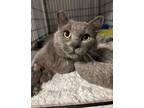 Adopt Petey a Russian Blue