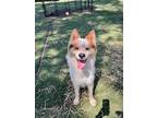 Adopt KAI a Husky, Chow Chow