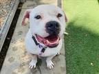 Adopt SANCHO a Pit Bull Terrier