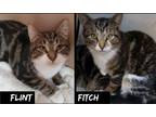 Adopt Flint & Fitch (bonded brothers) a Tabby