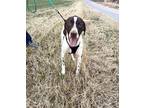 Adopt Tito a German Shorthaired Pointer, Pointer