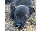 Adopt Blackie a Australian Cattle Dog / Blue Heeler, Labrador Retriever