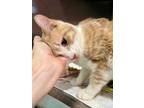 Adopt Roger (FCID# 02/20/2024 - 24 Trainer) a Domestic Short Hair, Tabby