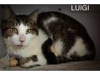 Adopt Luigi (FCID# 02/20/2024 - 55 Trainer) a Tabby