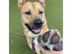 Adopt Enzo a Mixed Breed