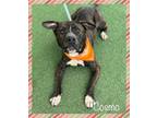 Adopt COSMO - see video a American Bully