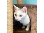 Adopt Von a Domestic Short Hair