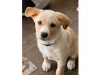 Adopt Sloan a Labrador Retriever