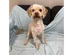 Adopt Granola a Poodle