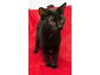 Adopt Spirit a Domestic Short Hair