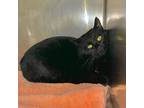 Adopt Raul- Rodent responder, adoption fees waived! a Domestic Short Hair