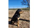 Adopt Drake a Chesapeake Bay Retriever, Black and Tan Coonhound