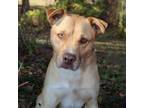 Adopt Rosco BoDeen a Black Mouth Cur