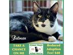 Adopt Batman a Domestic Long Hair, Tuxedo