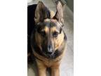 Adopt Jethro a German Shepherd Dog