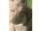 Adopt Buster a German Shepherd Dog