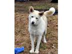 Adopt JERICHO - big hunk of love! a Husky, Shepherd