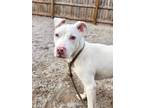 Adopt Piglet a Mixed Breed