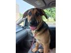 Adopt Chiefy Boy a German Shepherd Dog, Bloodhound