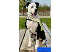Adopt Scooby a Pit Bull Terrier, Hound