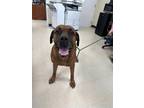 Adopt Buster a Boxer, Mastiff