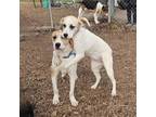 Adopt Leo with Lily White a Anatolian Shepherd