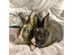Adopt Coming Soon - Lilac & Pebble (bonded pair) a Bunny Rabbit