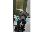 Adopt HAIRY UNDERWOOD a Pit Bull Terrier