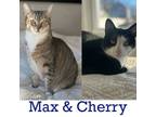 Adopt Cherry (and Max) a Domestic Short Hair