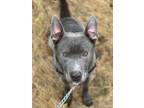 Adopt Ghost (34554-d) a Pit Bull Terrier