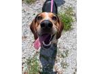 Adopt Roger a Beagle