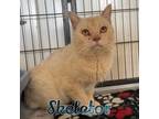 Adopt Skeletor a Domestic Short Hair